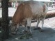 Thumbs/tn_27_Pouet_boeuf.jpg